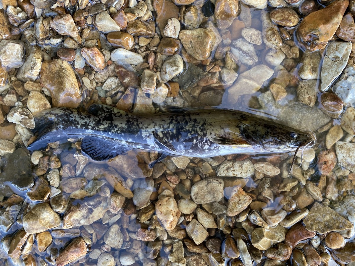 Catfish, Flathead (Juvenile)