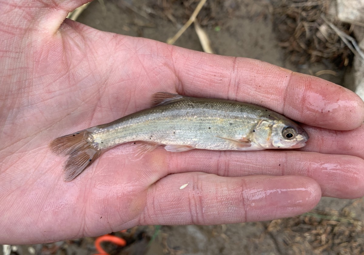 Chub, Rio Grande