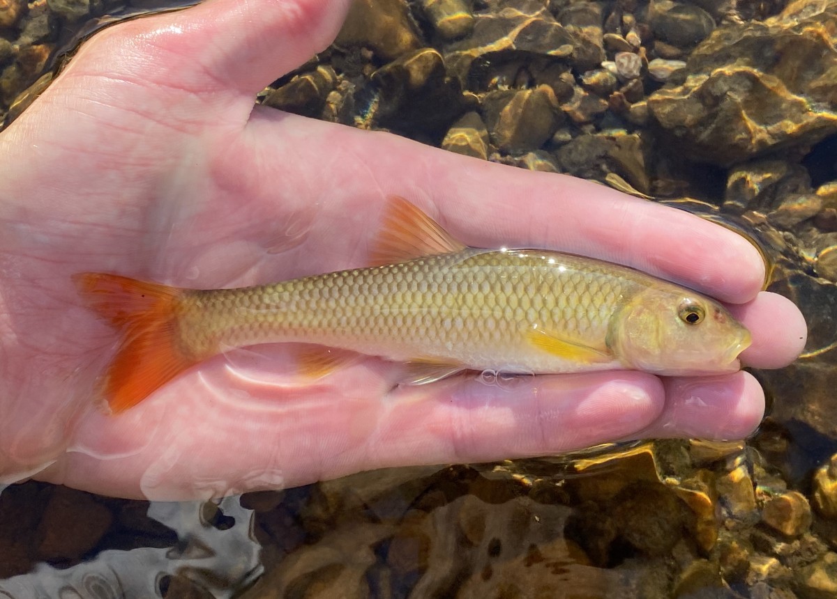 Chub, River