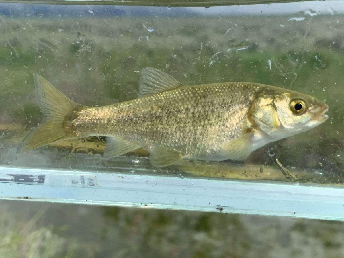 Chub, Utah