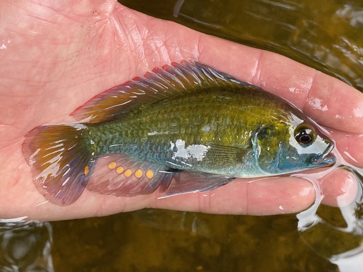 Cichlid, Eastern Happy