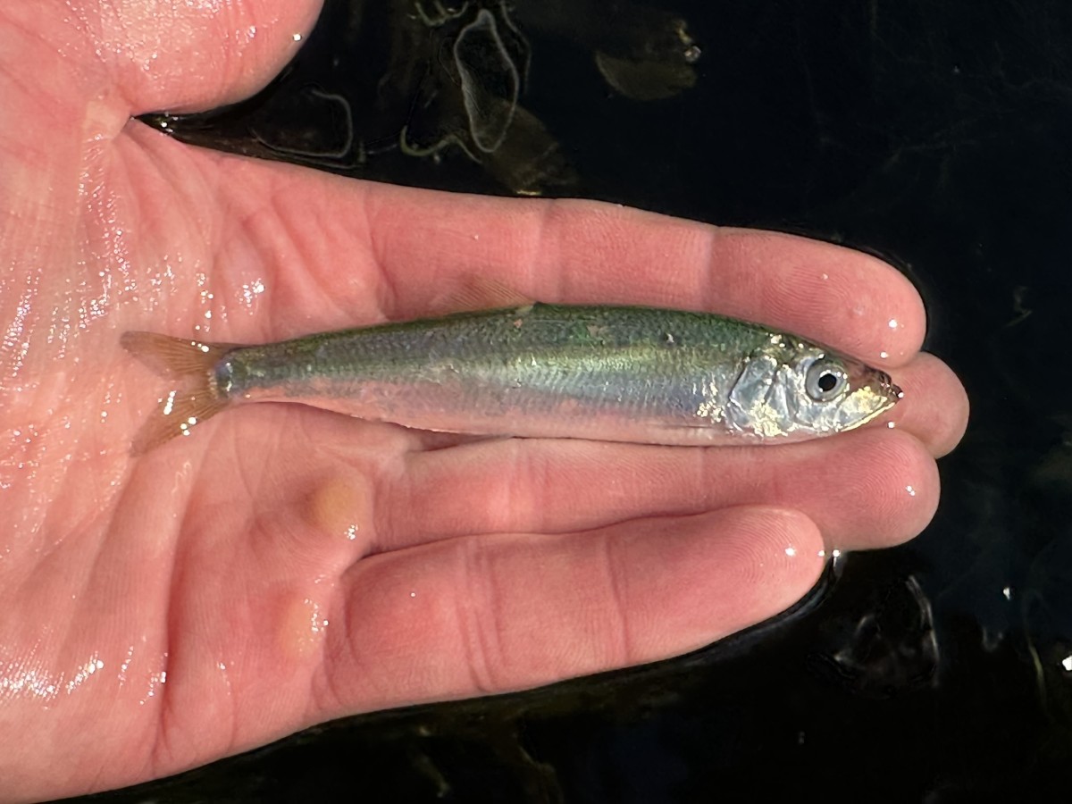 Clupea harengus, Atlantic Herring