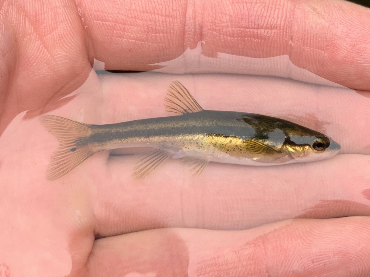 Dace, Eastern Blacknose