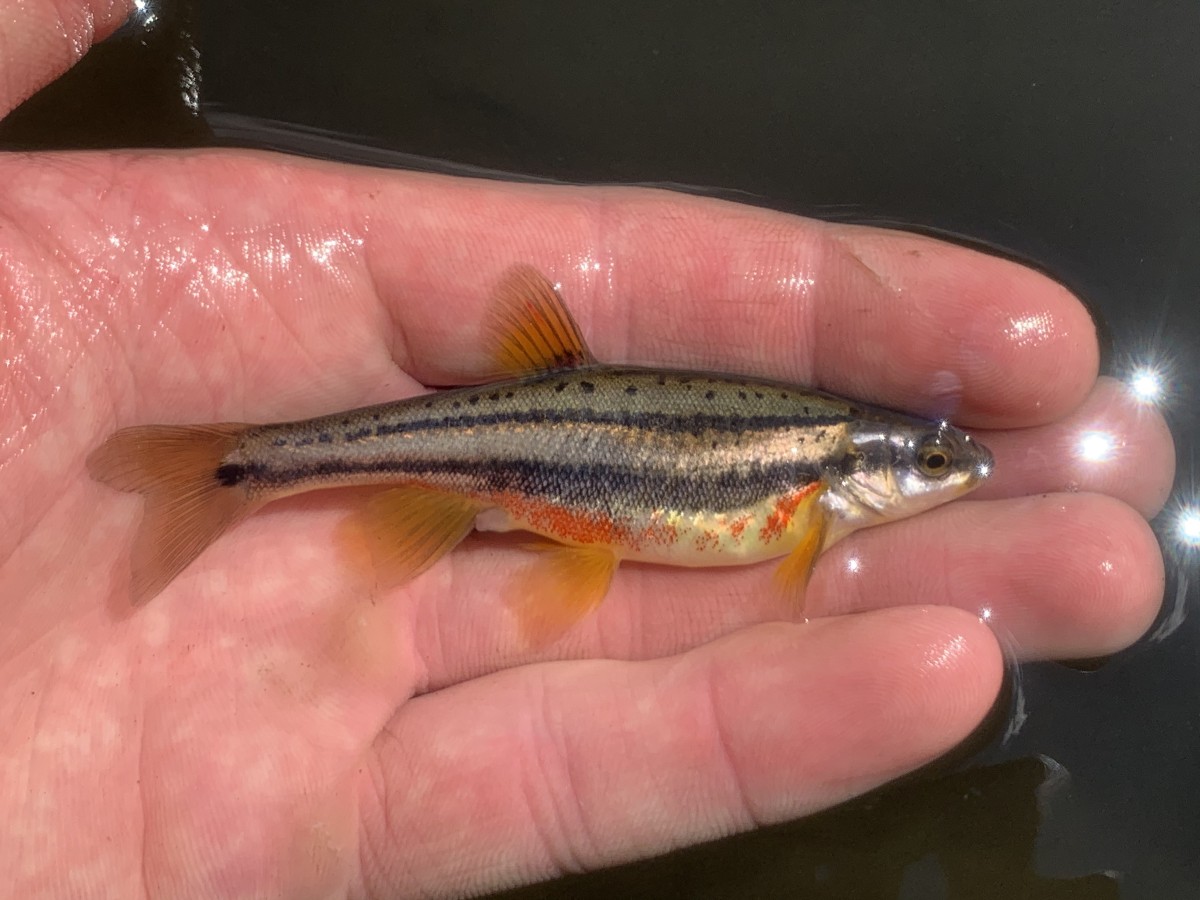 Dace, Northern Redbelly (Male)