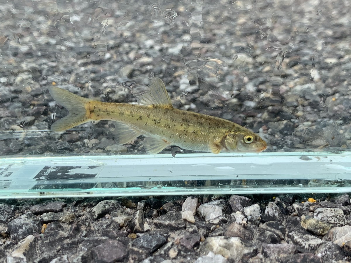 Dace, Snake River Speckled (Grand Teton NP, WY)