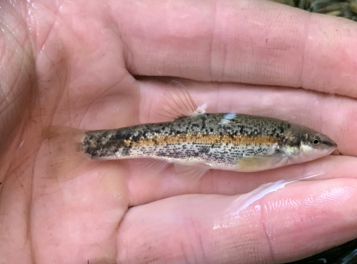 Dace, Western Blacknose (Nuptial Male, WV)