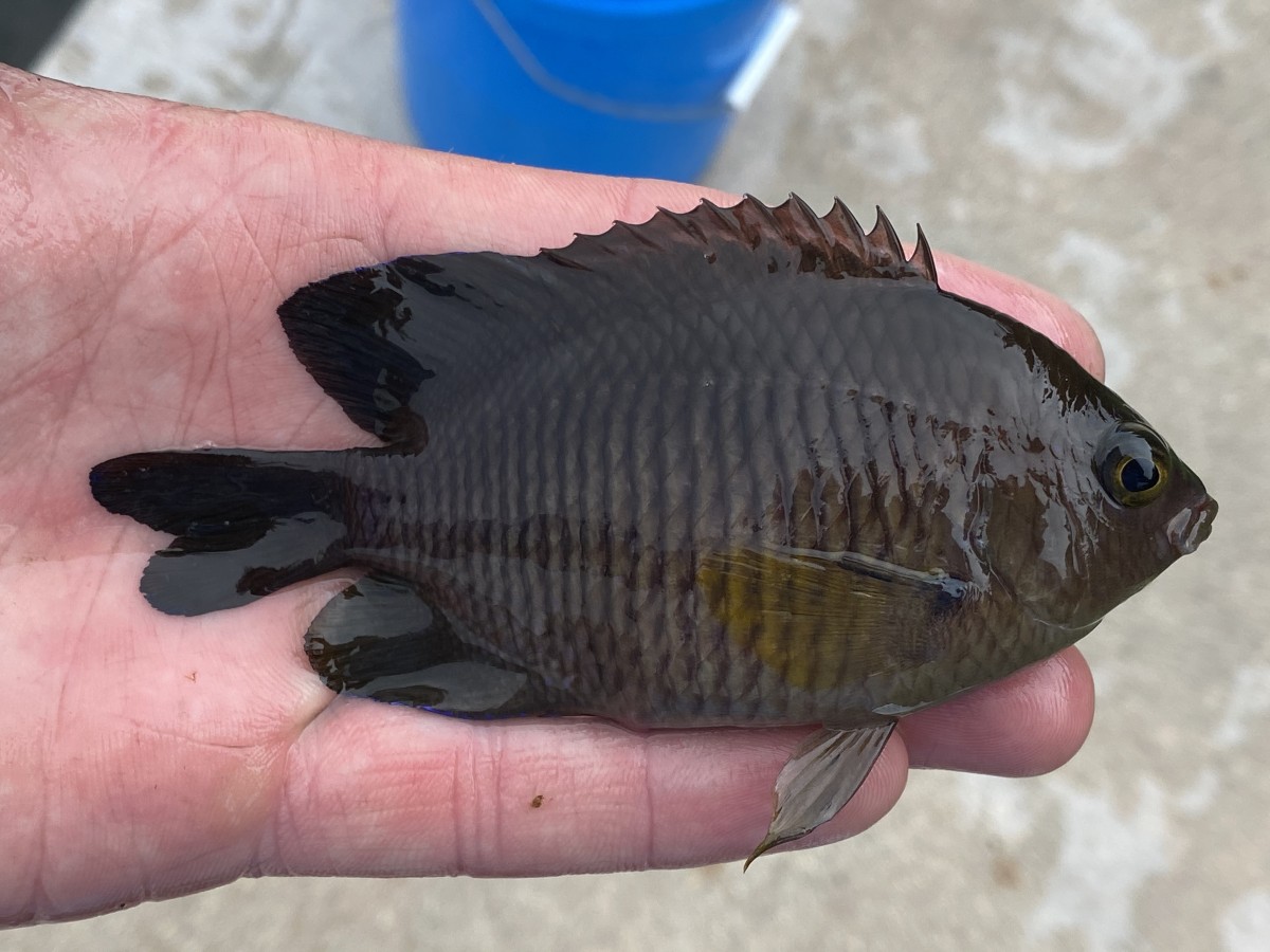 Damselfish, Longfin