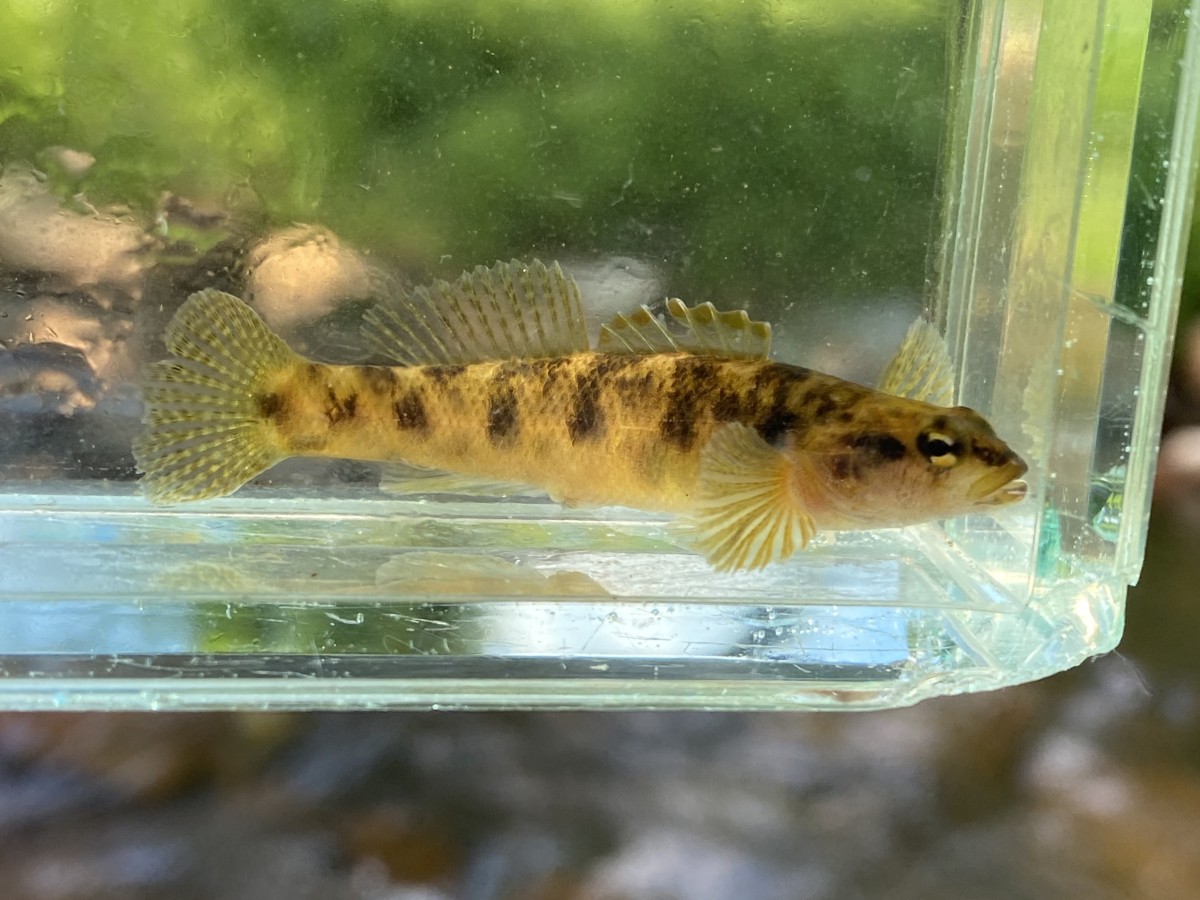 Darter, Carolina Fantail