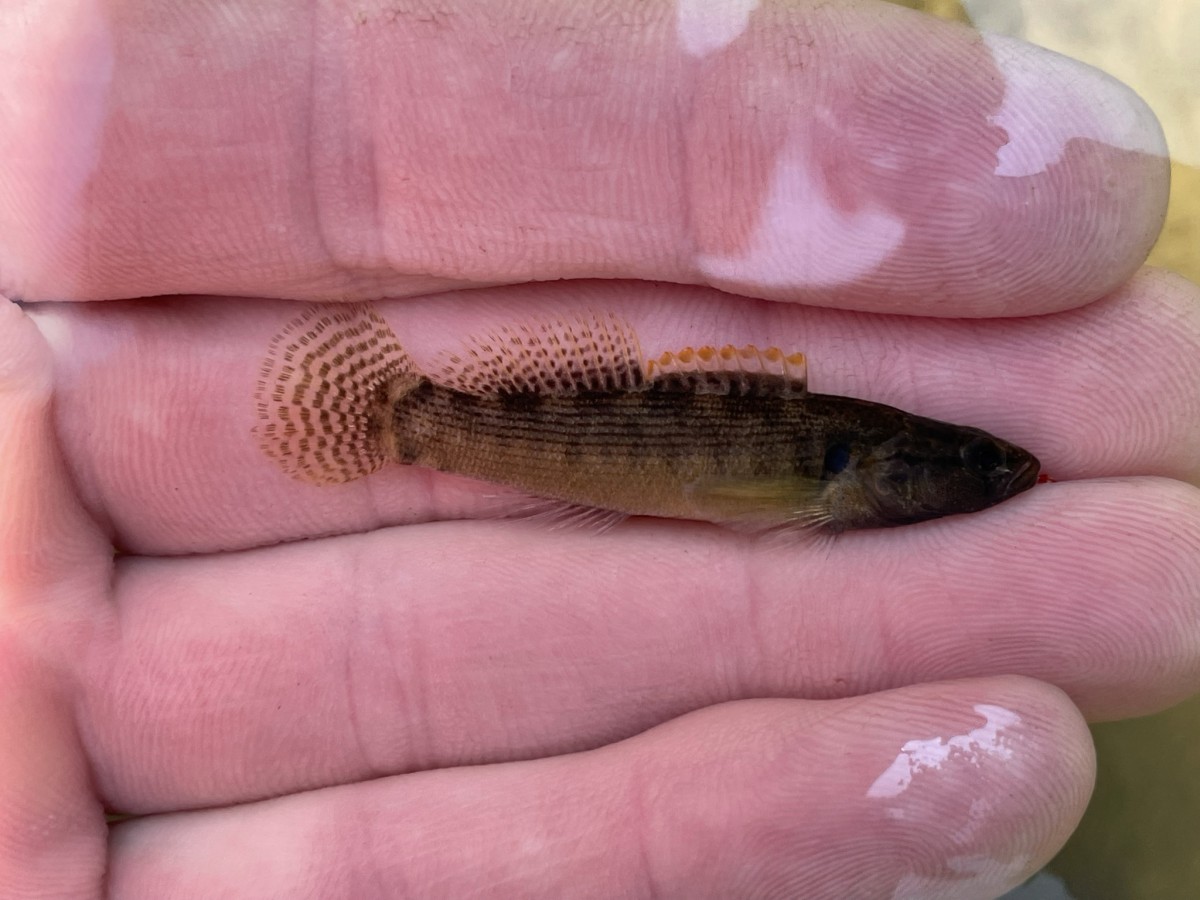 Darter, Fantail (Male)