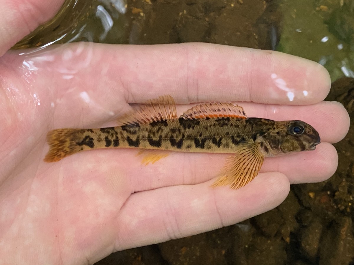 Darter, Greenside (Hubble Branch, AR)