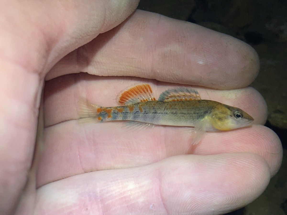 Darter, Orangethroat (Male)