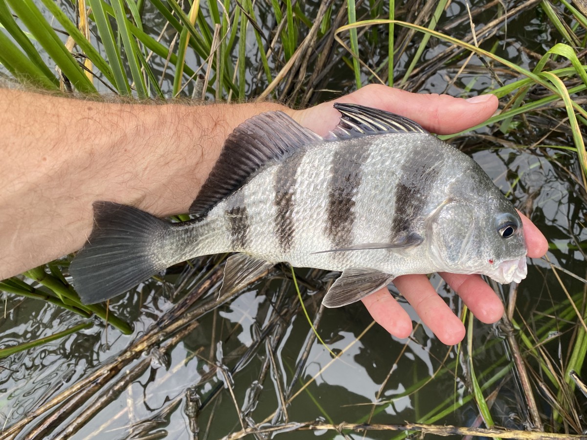 Drum, Black (Juvenile)