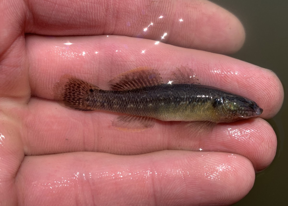 Goby, Shimofuri