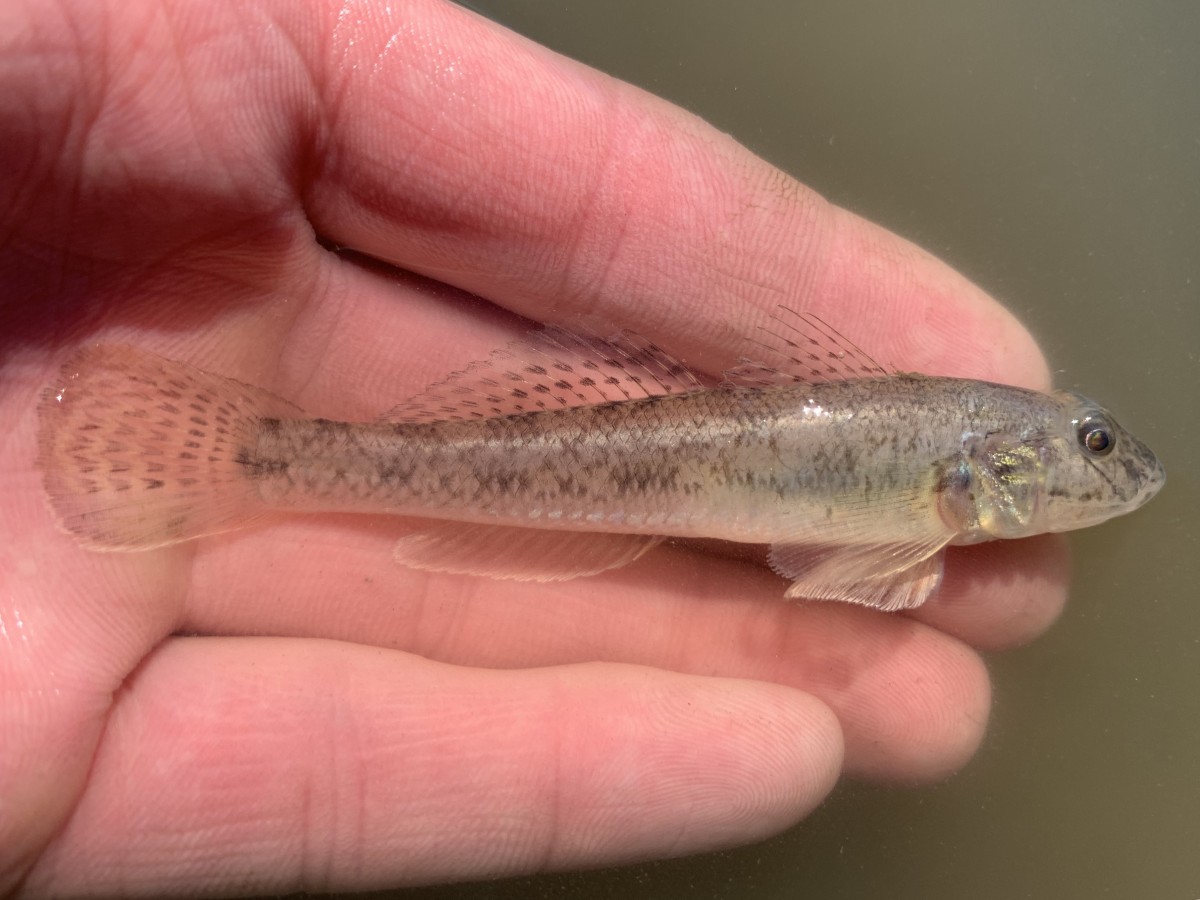 Goby, Yellowfin