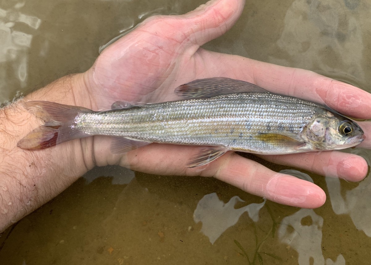 Grayling, Arctic