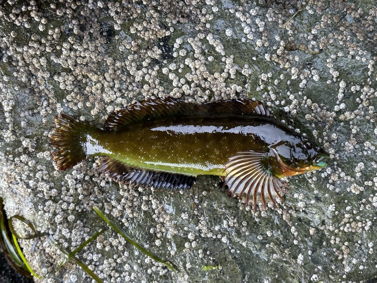 Greenling, Masked