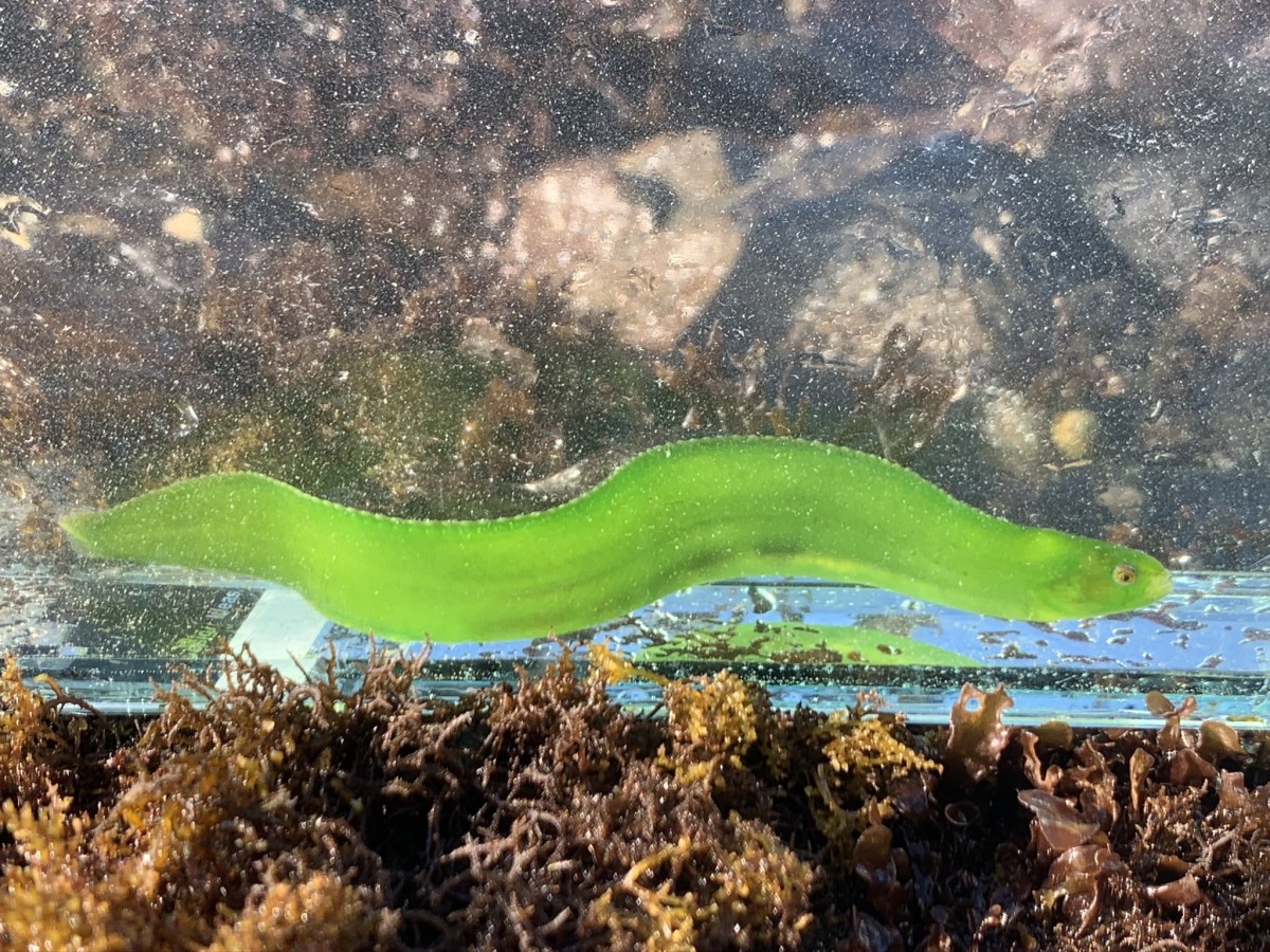 Gunnel, Rockweed