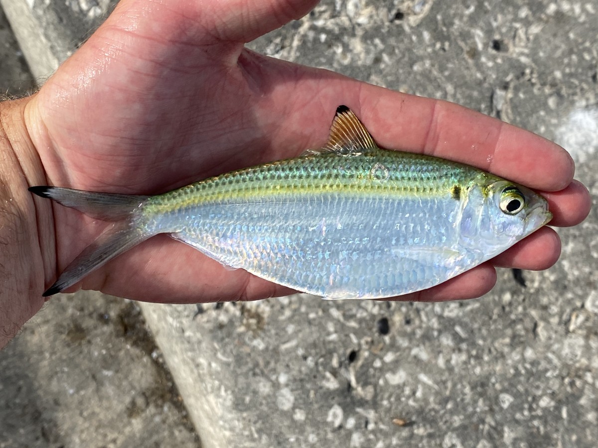 Herring, Atlantic Threadfin