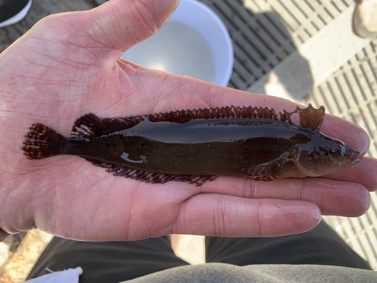 Kelpfish, Striped