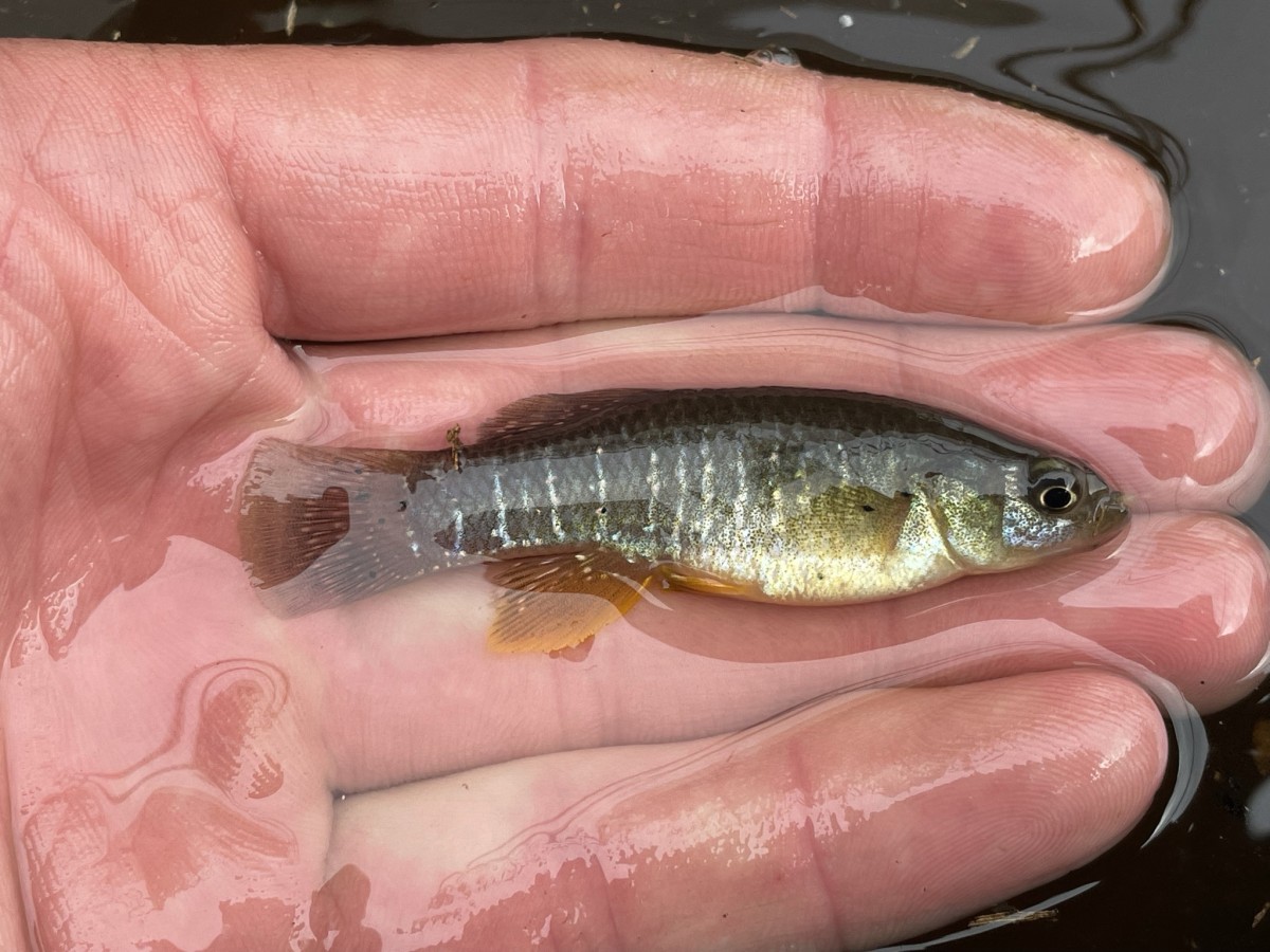 Killifish, Mummichog