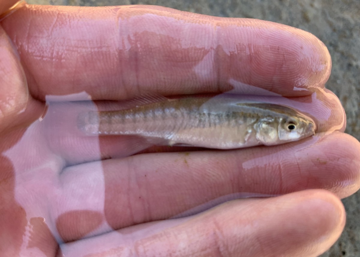 Killifish, Plains