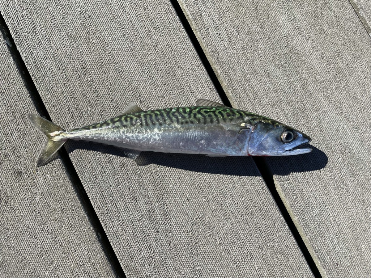 Mackerel, Atlantic