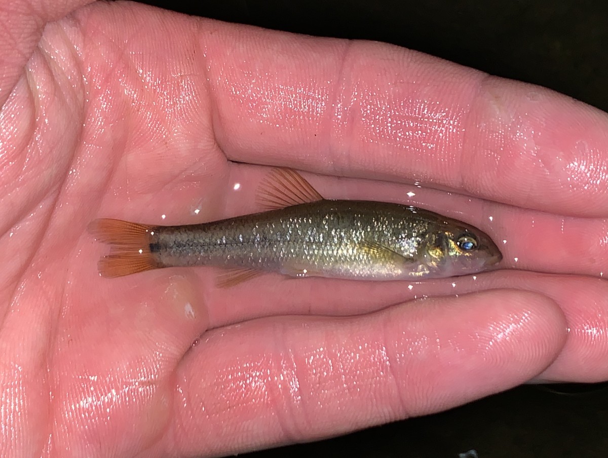 Minnow, Cutlips