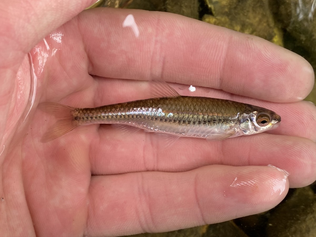 Minnow, Ozark