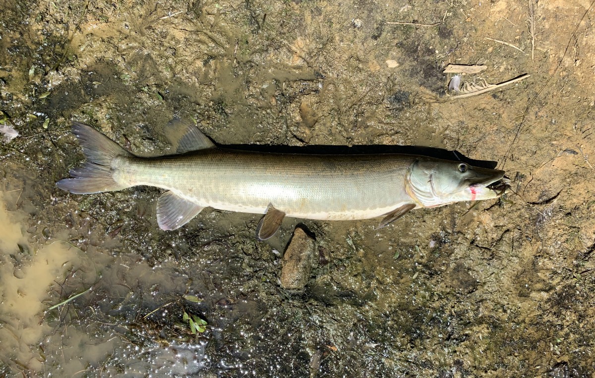 Muskellunge