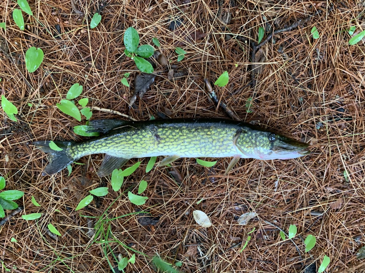 Pickerel, Chain