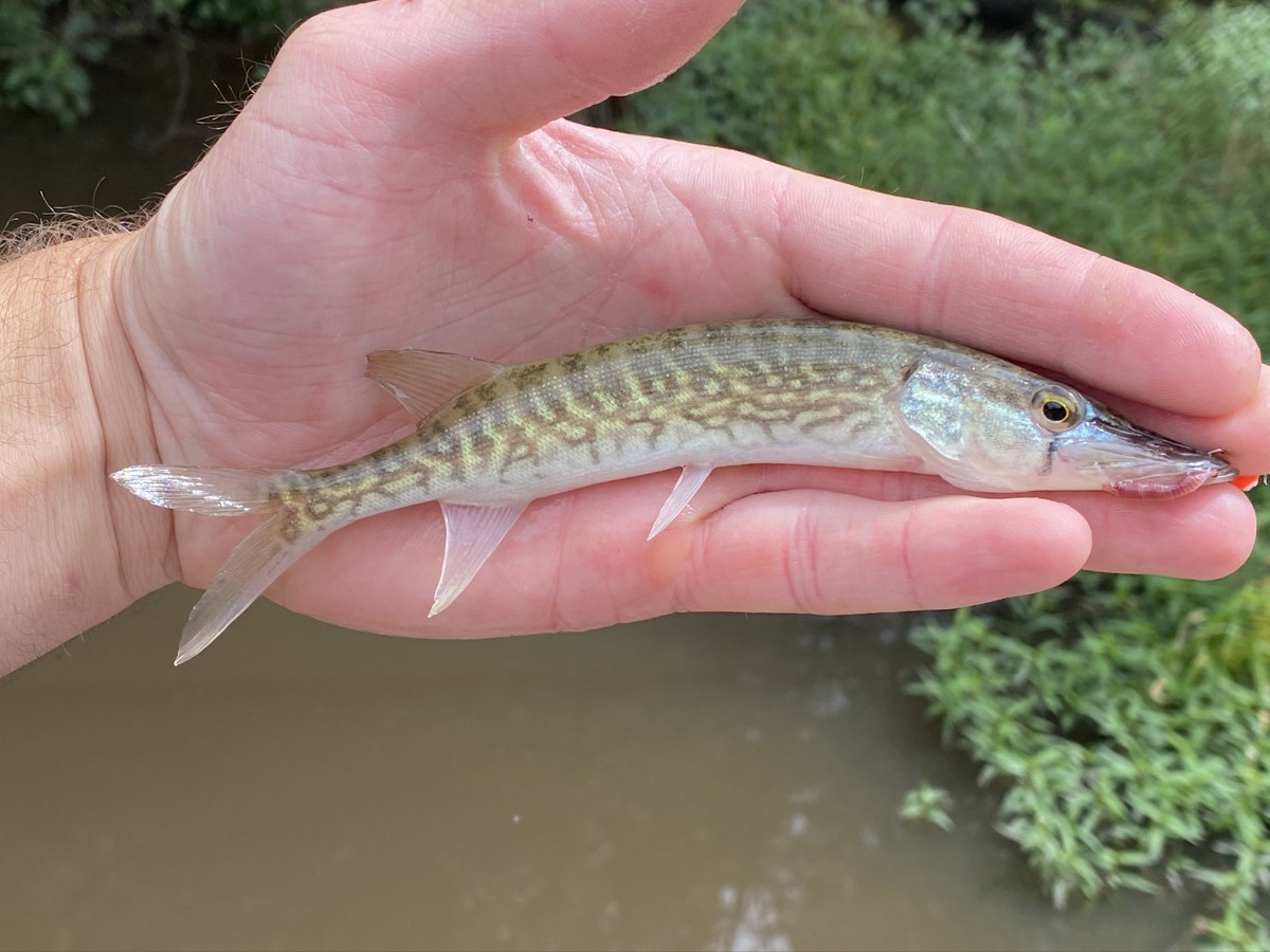 Pickerel, Chain (Juvenile)