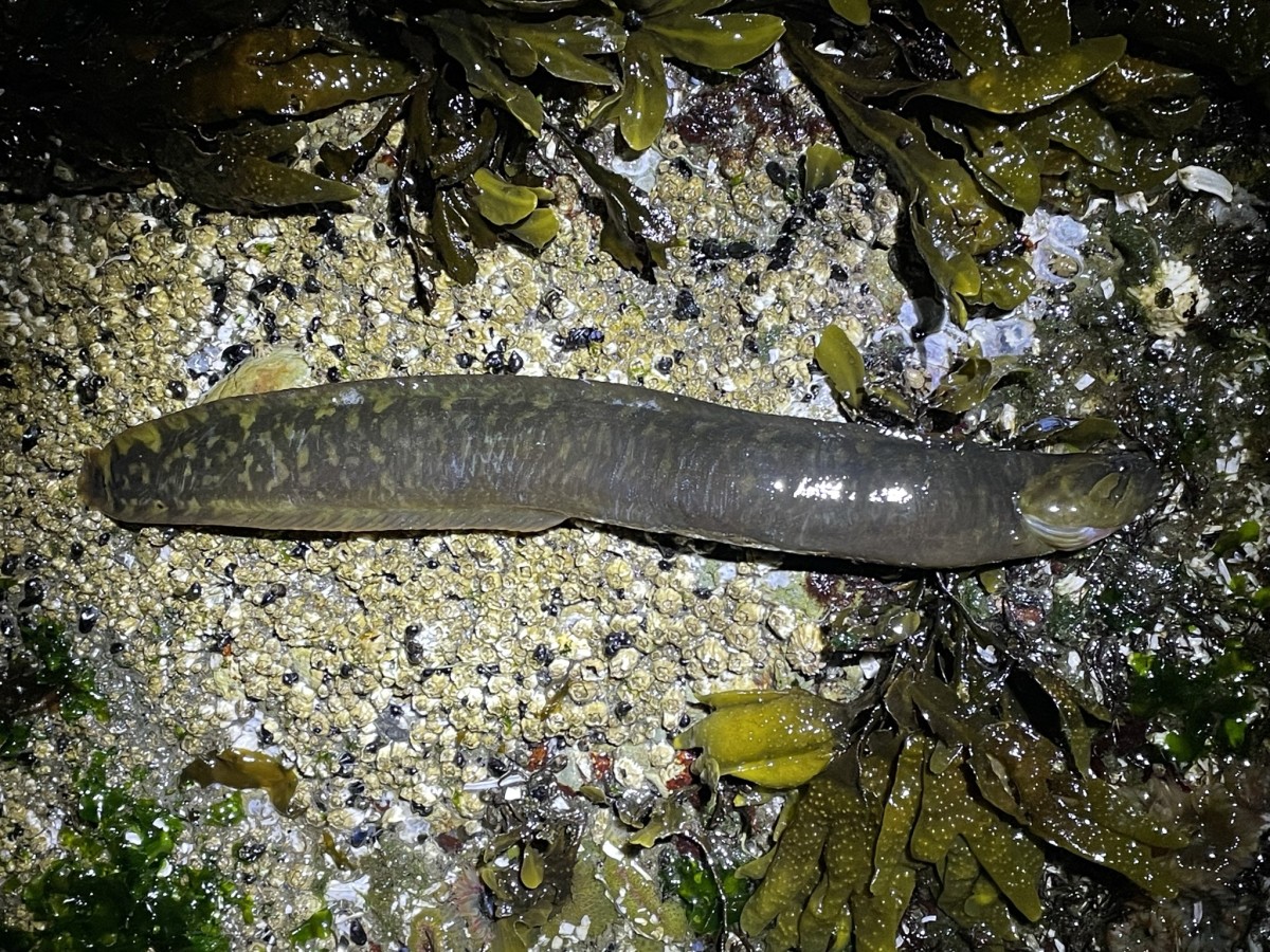 Prickleback, Rock