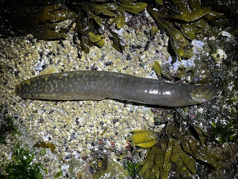 prickleback-rock