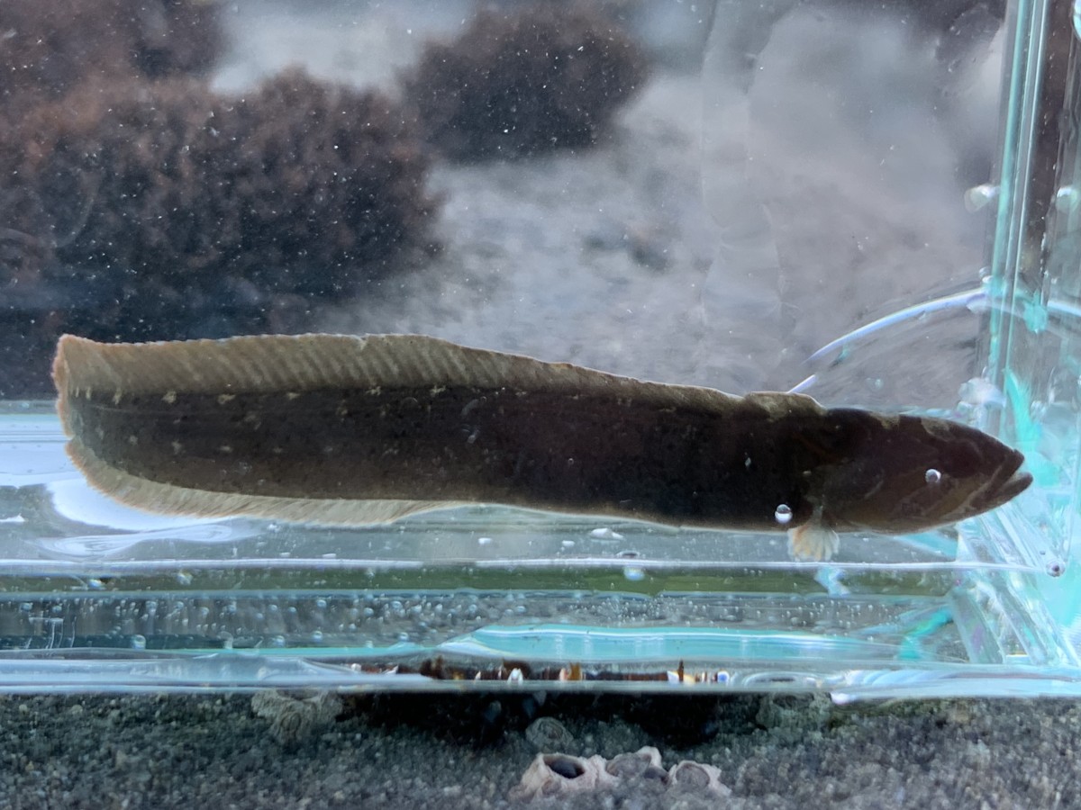 Prickleback, Rock (Juvenile)