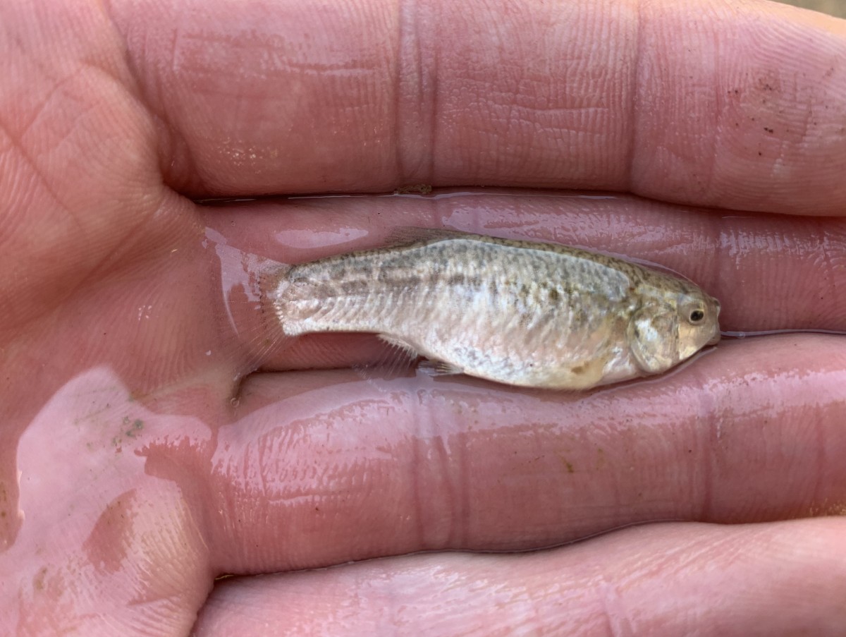 Pupfish, Red River