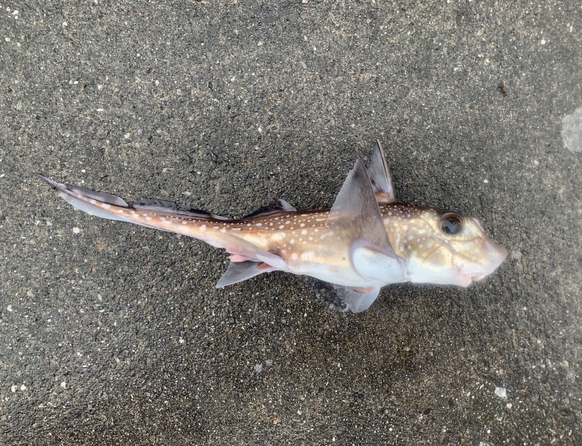 Ratfish, Spotted