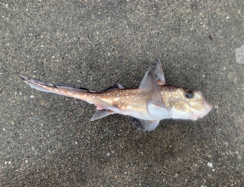 ratfish-spotted