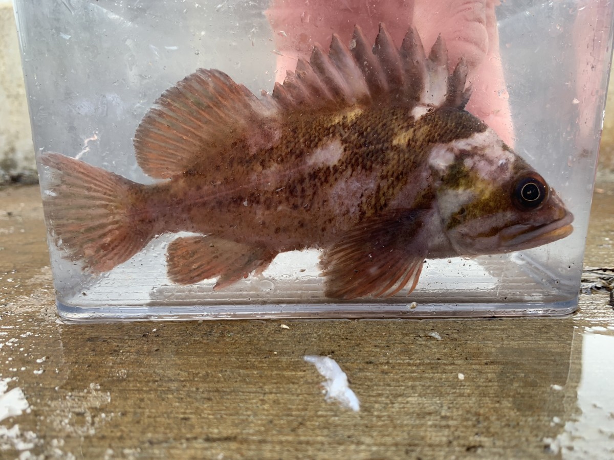 Rockfish, Gopher