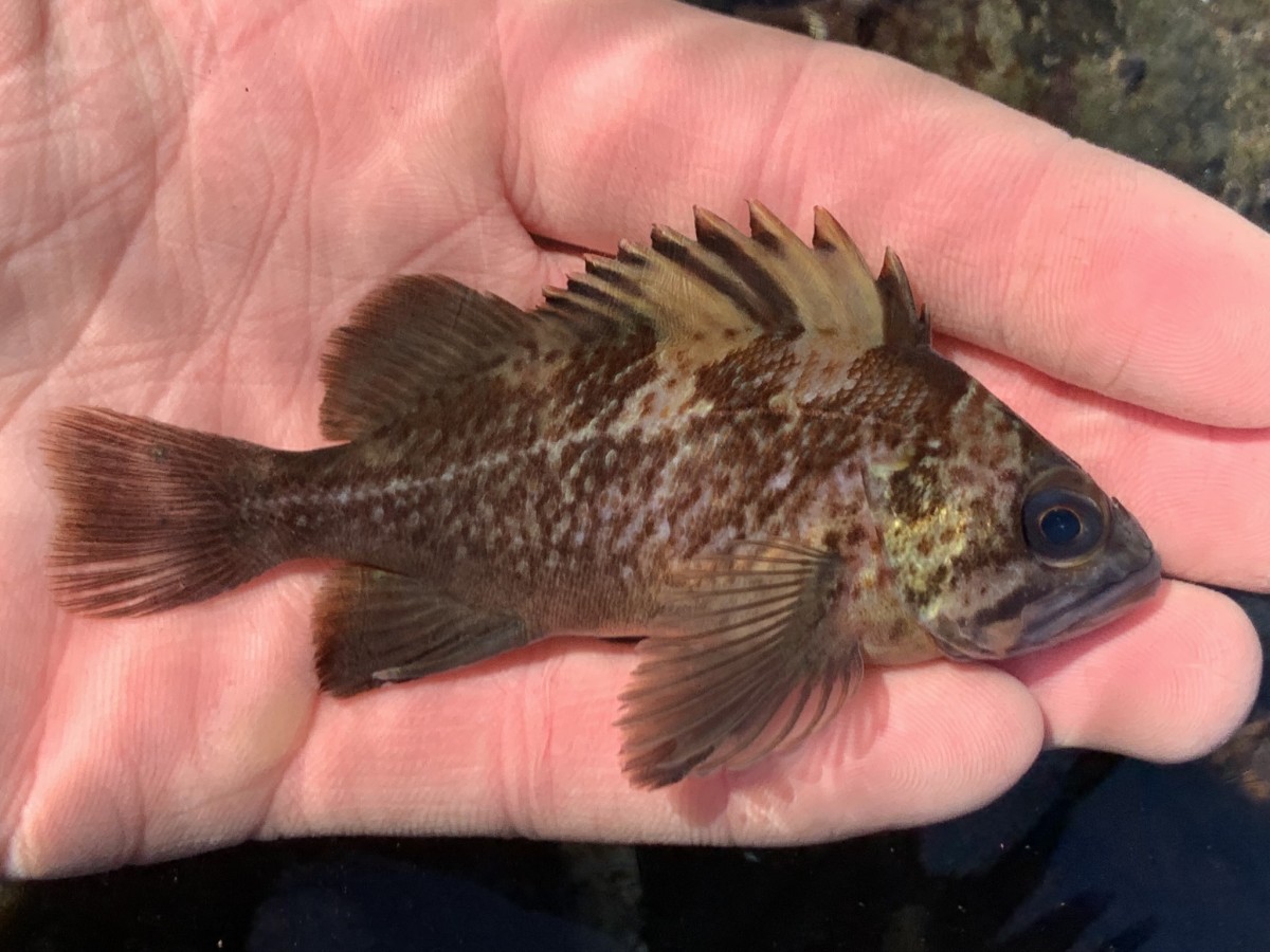 Rockfish, Quillback (Juvenile) (1)