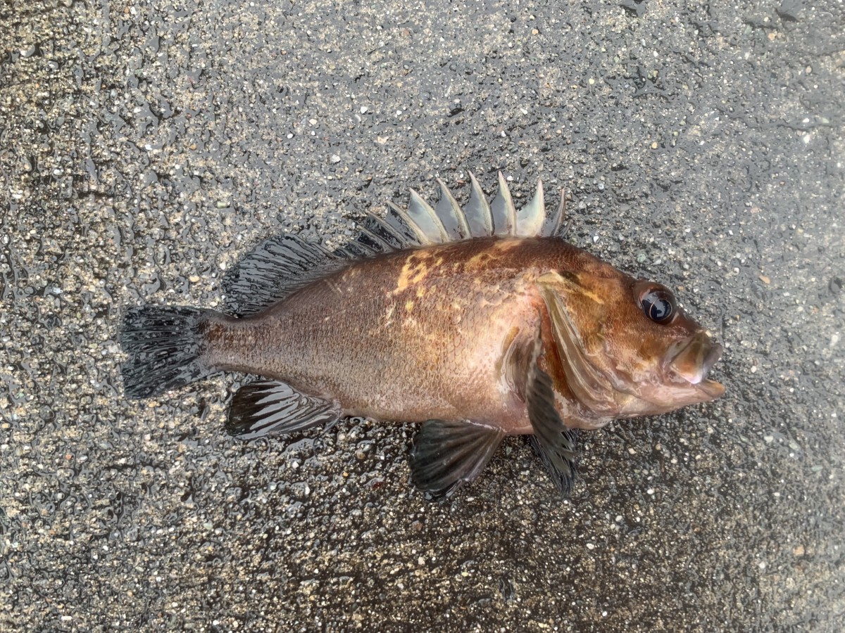 Rockfish, Quillback (Juvenile)