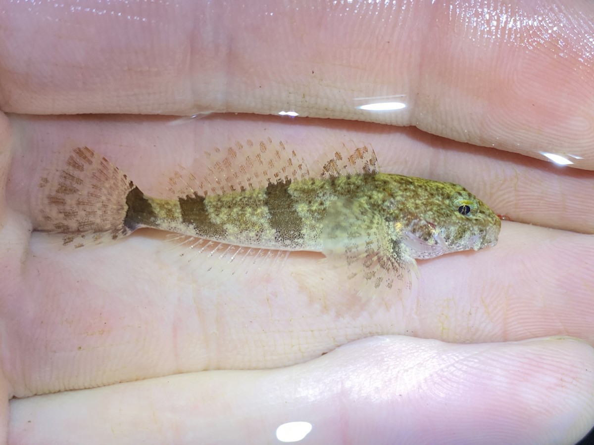 Sculpin, Banded (Dry Branch, AR)