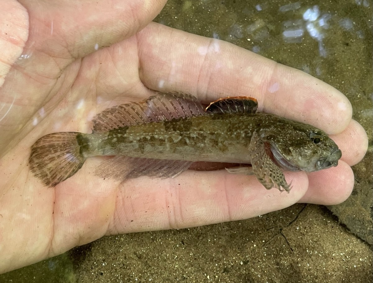 Sculpin, Mottled