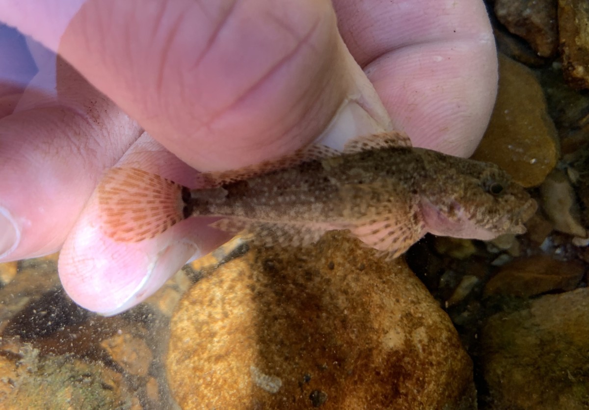 Sculpin, Ozark