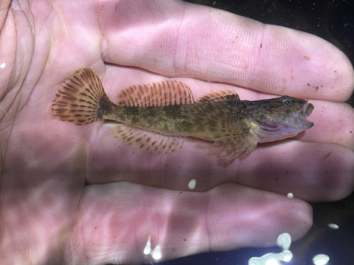 Sculpin, Paiute