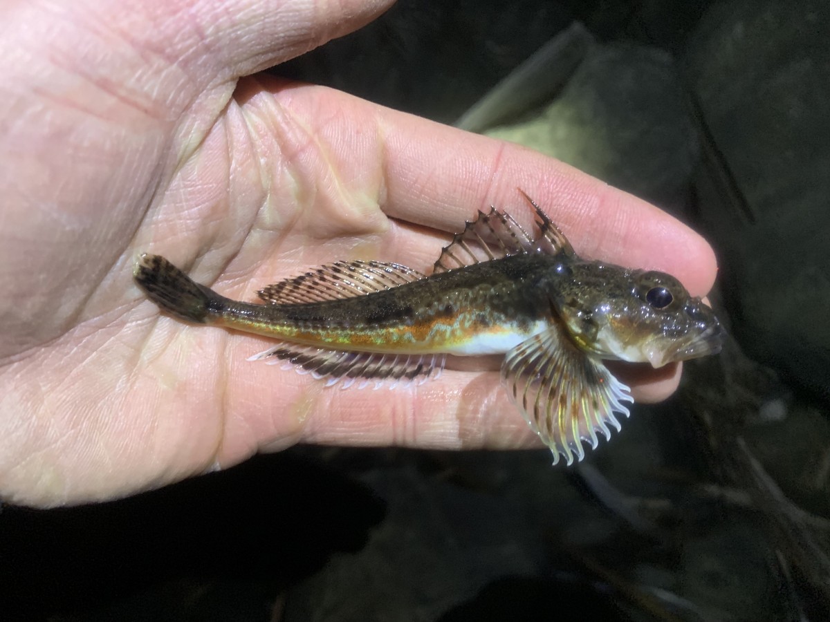 Sculpin, Roughback