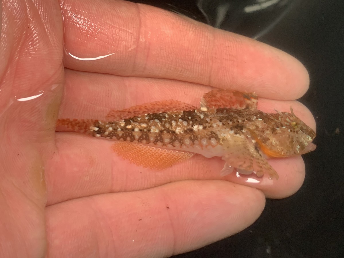 Sculpin, Scalyhead (Male)