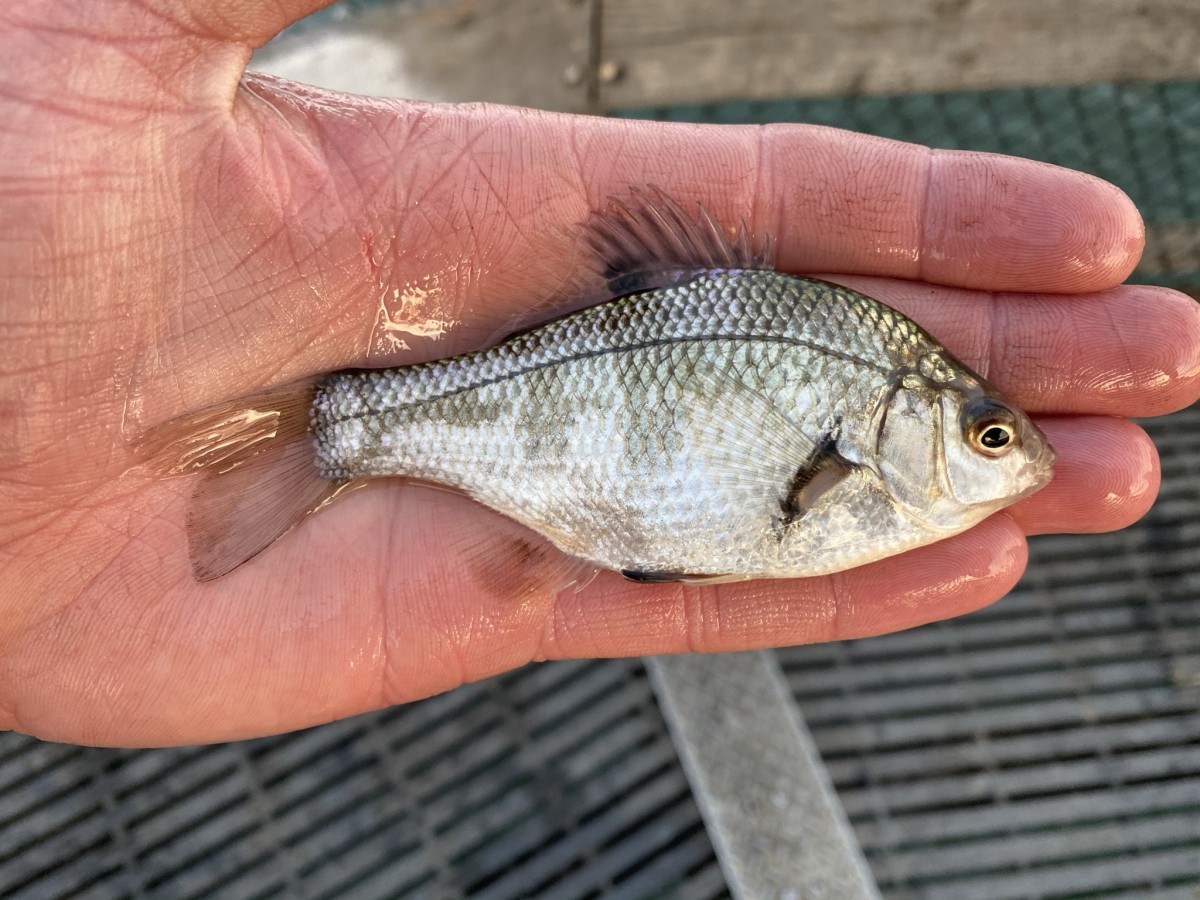 Sea_Surfperch, Dwarf