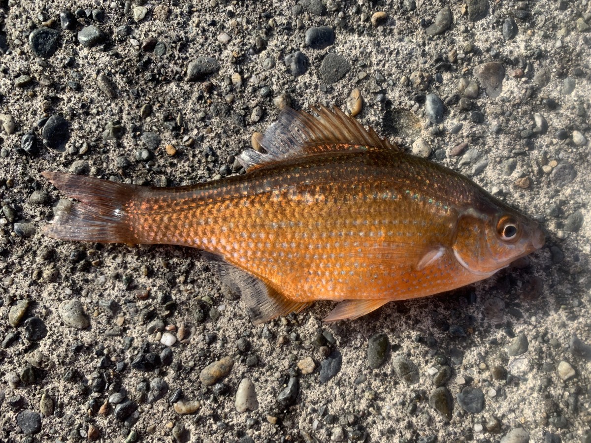 Sea_Surfperch, Kelp