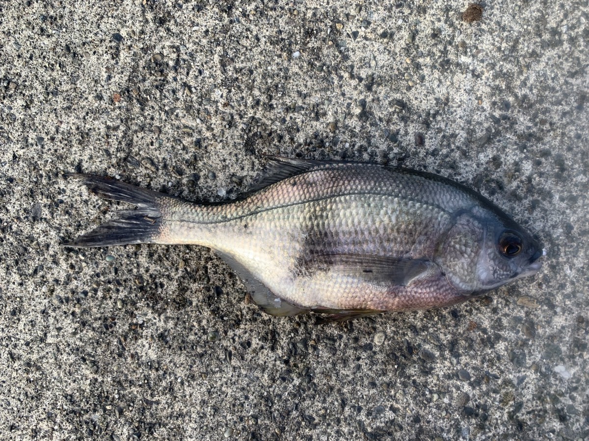 Sea_Surfperch, Pile