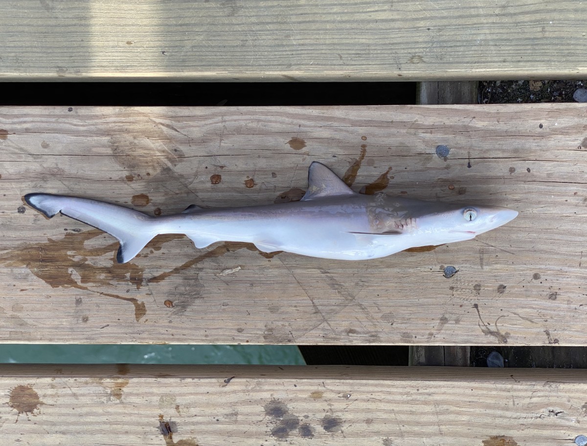 Shark, Atlantic Sharpnose